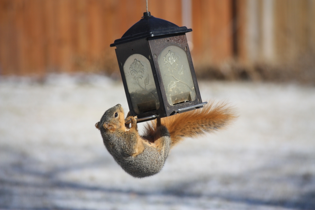 squirrelinaction